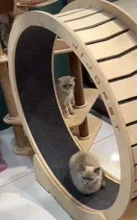 گربه بریتیش وارداتی