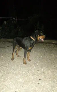 رودوایلر3سال