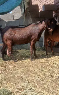 بز پاکستانی ابستن
