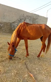 فروش اسب