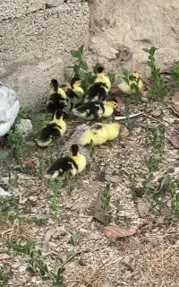 جوجه اردک اسراییلی