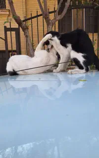 2تاگربه خوشگل 6ماهه