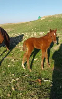 فروش مادیان باکره