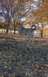 سگ سرابی