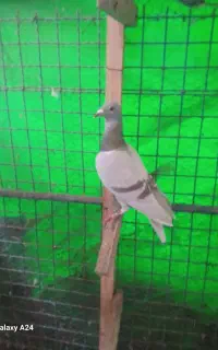 کبوتر پلاکی