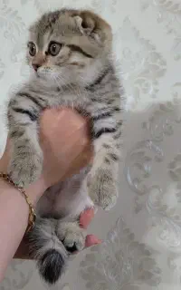 بچه گربه اسکاتیش