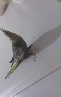 عروس هلندی گم شده در حوالی بهشتی