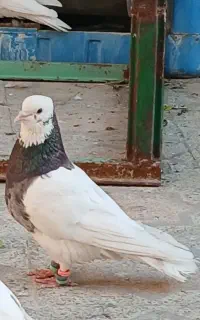 جفت طوقی