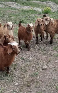 بزغاله معاوضه
