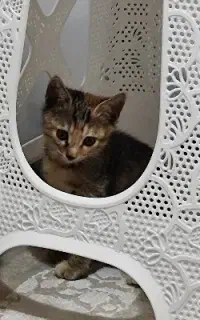 واگذاری رایگان بچه گربه دوماهه