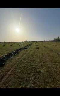500پرس یونجه مرغوب