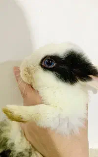 خرگوش ناز خونگی