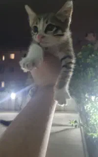 بچه گربه DSH / مونث