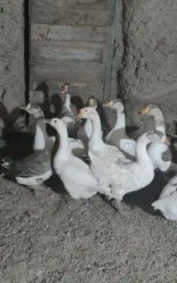 فروش قوغاز