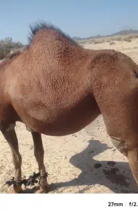 فروش شتر