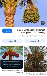 اجاره درخت خرما