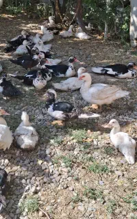فروش اردک روسی