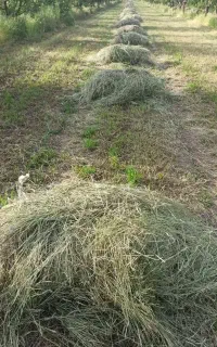 شبدر و علف یونجه