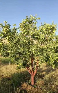 فروش باغ کاکان روستای منصورخانی