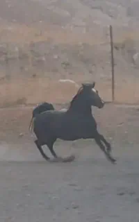 کارگر اسطبل اسب