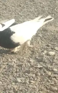 طوقی سیاه چک مست