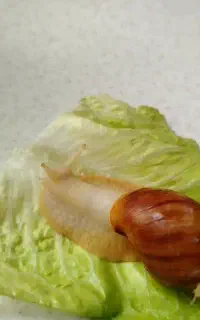 حلزون اچیتا مولد و پیش مولد کلاژن صورت