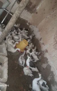 غاز جوان برای داشتی