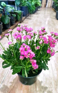 گل کالانکوعه