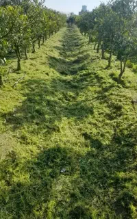 علف زنی باغ و ویلا