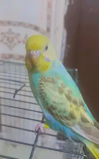 یه دونه مرغ عشق نر به علت نبودن جفت قیمت ۴۰۰