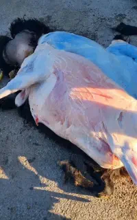 ذبح گوسفند