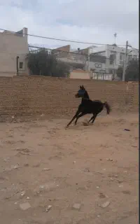 کره اسب عرب زیبایی