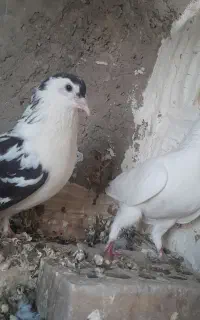 یه جفت دمگیر ذات دار و تیغ دار