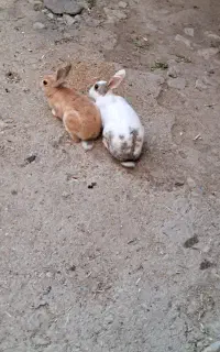 خرگوش
