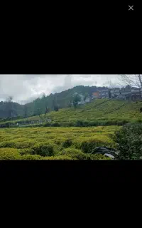 به ۱۰ کارگر برای چیدن چای نیاز داریم ترکیه