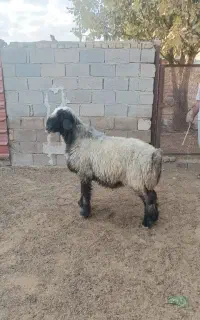 یک راس قوچ
