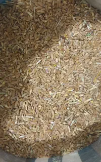 گندم  طلای پاک شده