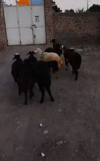 ۹ راس بره ماده افشاری