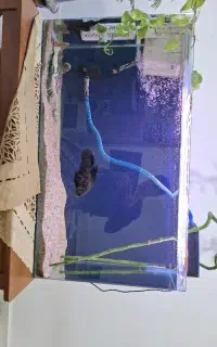 ماهی ردتیل و اسکار