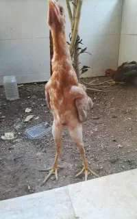 یک عدد مرغ لاری