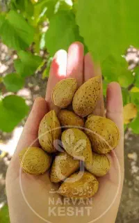 نهال بادام تضمینی و لیبل‌دار