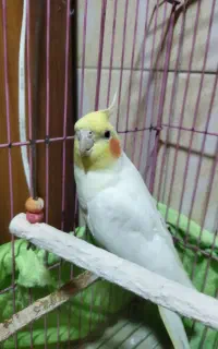 عروس هلندی