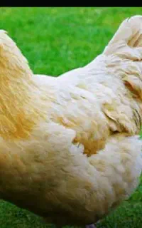 مرغداری آماده همکاری با گروه یا افراد برای عراق