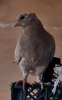 کفتر