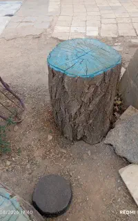 تنه درخت