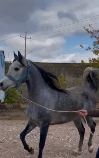 اسب عرب مصری