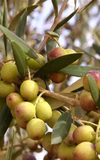نژاد کنسروالیا برای روغن دهی وخوراکی