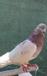 کبوتر سالم و سرحال