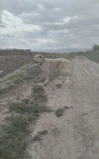 سگ ماده گله ای