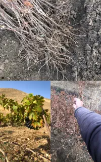 نهال انگور سیاه شرابی